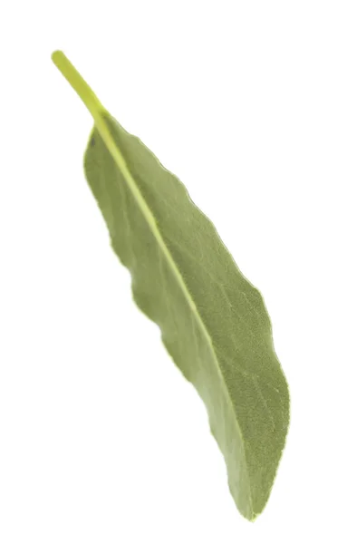 Hoja de laurel fresca — Foto de Stock