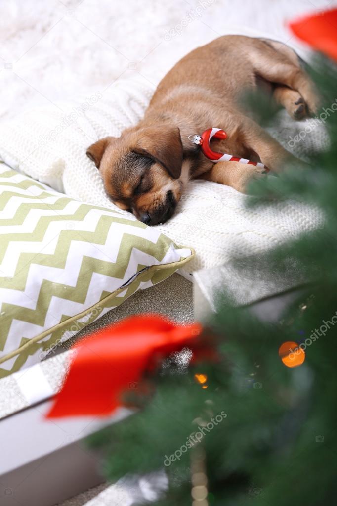 Cute puppy sleeping on pillow with Christmas decor