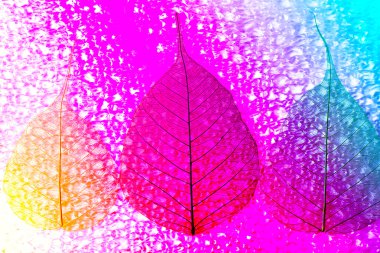 iskelet yaprakları arka plan