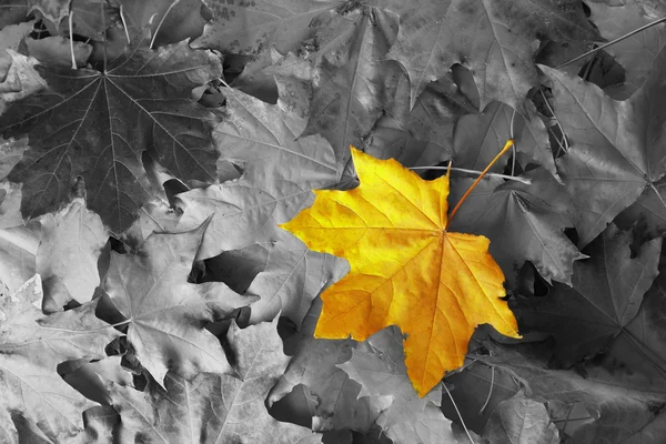 Žlutá javorový list mezi černou a bílou — Stock fotografie