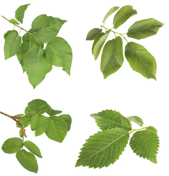 Green leaves on white — Stock Photo, Image