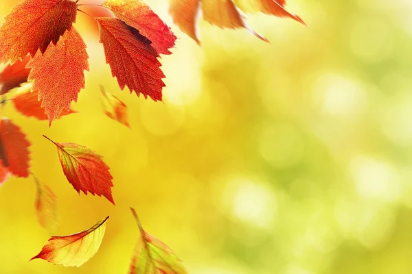 Vackra höstlöv på natur bakgrund — Stockfoto