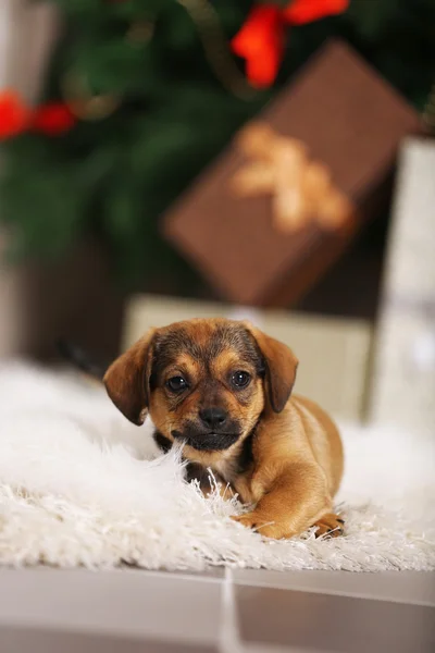 Cute puppy on carpet on Christmas background — Stock Photo, Image