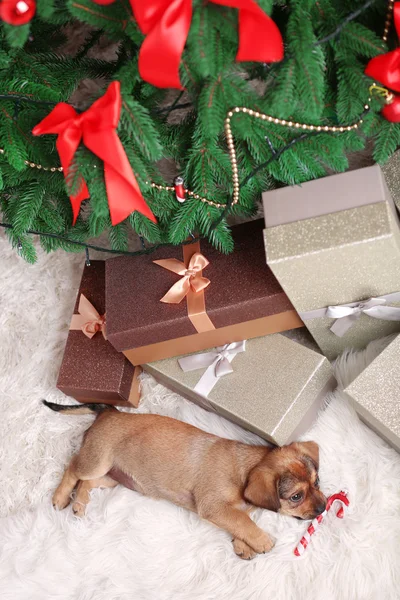 Cute puppy on carpet on Christmas background — Stock Photo, Image