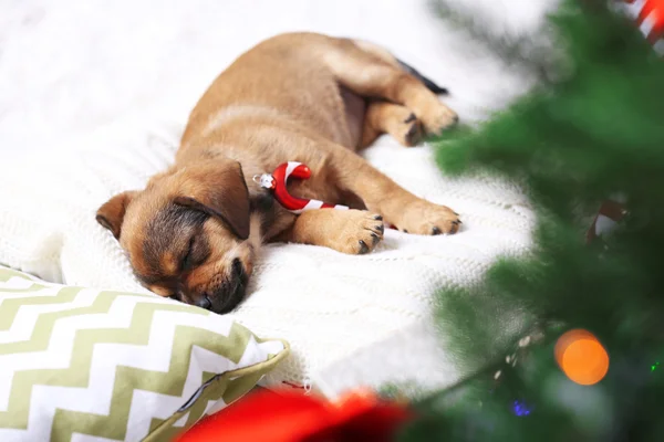 Carino cucciolo dormire sul cuscino con decorazioni natalizie — Foto Stock