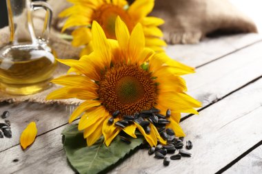 Beautiful bright sunflowers  clipart
