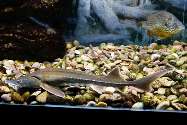 Exotische Fische im Aquarium — Stockfoto