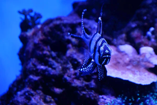 Poissons exotiques dans un aquarium — Photo