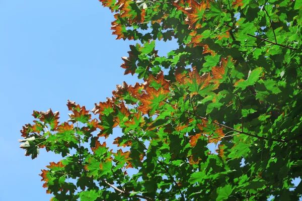 Javorové listy v modré obloze — Stock fotografie