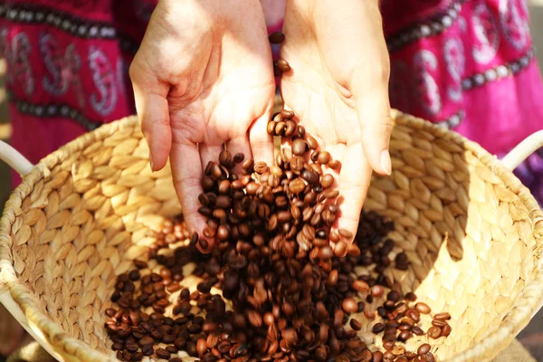 Coffee beans falling from hands onto wattled basket — Stock Photo, Image