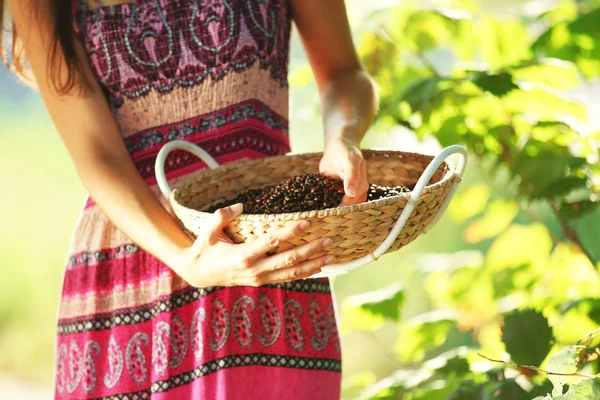 Cesta com grãos de café em mãos femininas — Fotografia de Stock