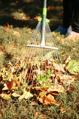 Düşen yapraklar ve komisyon parkta yeşil çimenlerin üzerinde