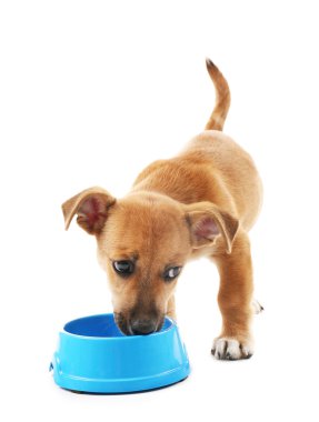 Beyaz izole kase gelen yeme komik köpek yavrusu