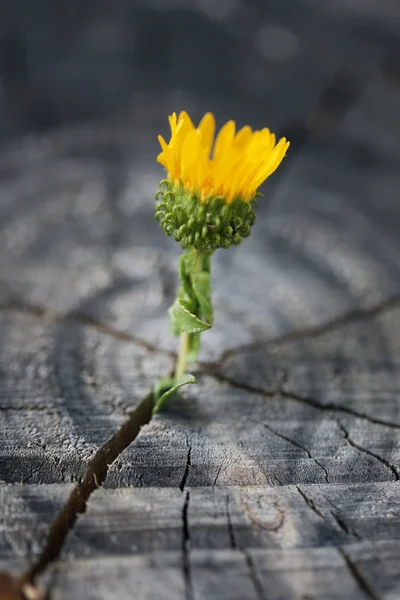 Mooie bloem zaailing — Stockfoto