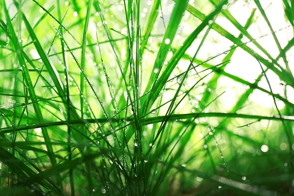 Orvalho na grama verde closeup — Fotografia de Stock
