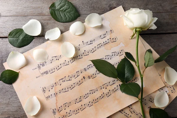 Beautiful rose on music sheets background — Stock Photo, Image