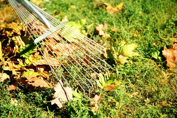 Folhas caídas e ancinho na grama verde no parque — Fotografia de Stock