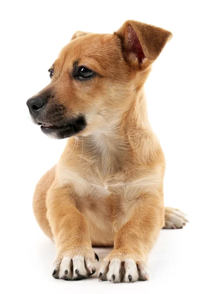 Filhote de cachorro isolado em branco — Fotografia de Stock