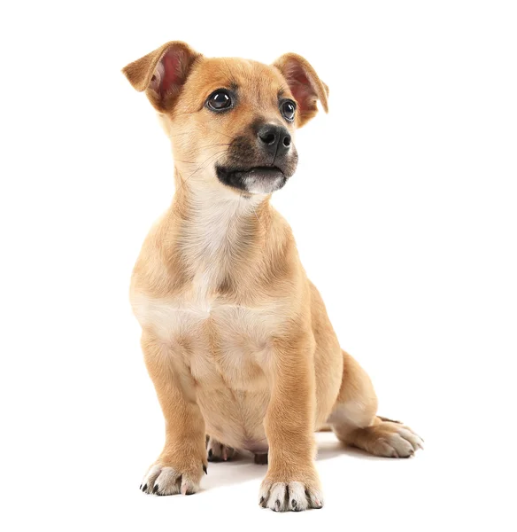 Cachorro aislado en blanco —  Fotos de Stock