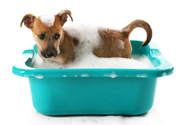 Welpe in Badewanne isoliert auf weiß — Stockfoto