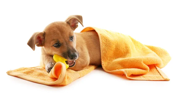 Filhote de cachorro em toalha mordendo brinquedo pato isolado no branco — Fotografia de Stock