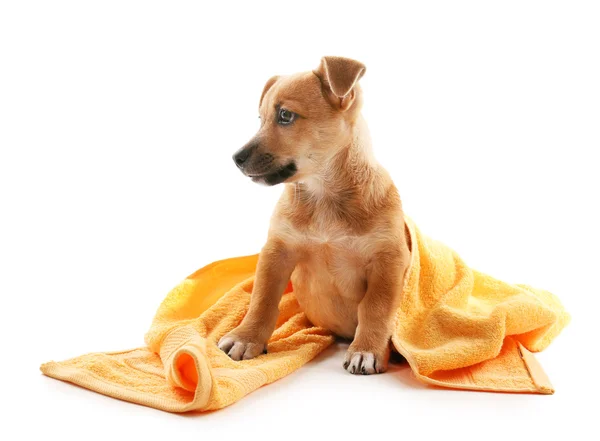 Puppy with towel isolated on white — Stock Photo, Image