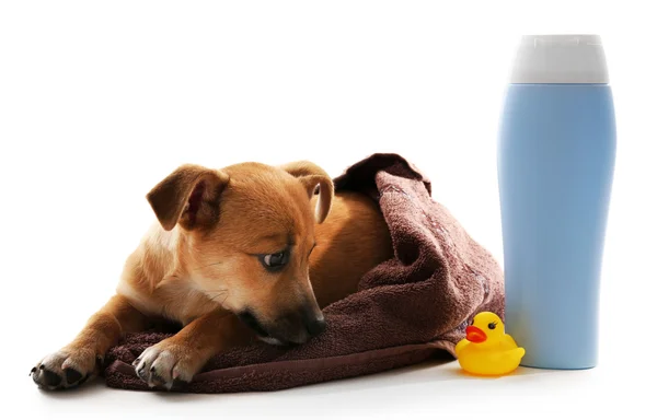 Puppy wrapped in towel, shampoo and toy duck beside it isolated on white — Stock Photo, Image