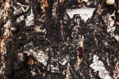 Ağaç kabuğu dokusu