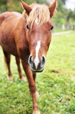 çayır üzerinde otlatma at