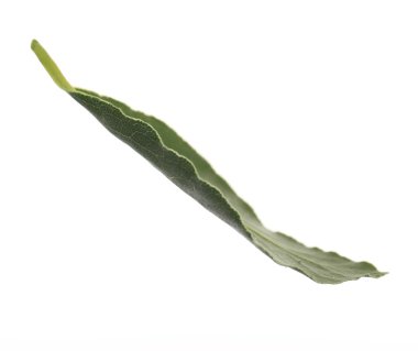 taze defne yaprağı