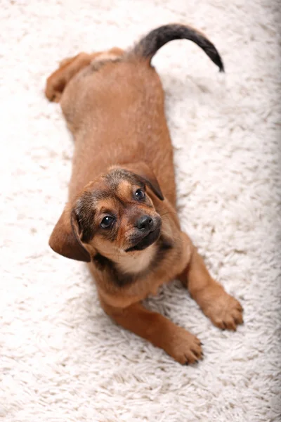 可爱的小狗躺在家里的地毯上 — 图库照片