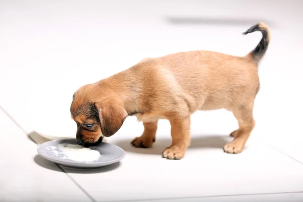 Schattige puppy eten op verdieping thuis — Stockfoto