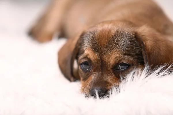 Cute puppy spanie na dywanie w domu — Zdjęcie stockowe