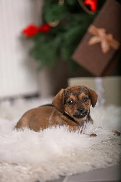 Cachorro en la alfombra en el fondo de Navidad —  Fotos de Stock