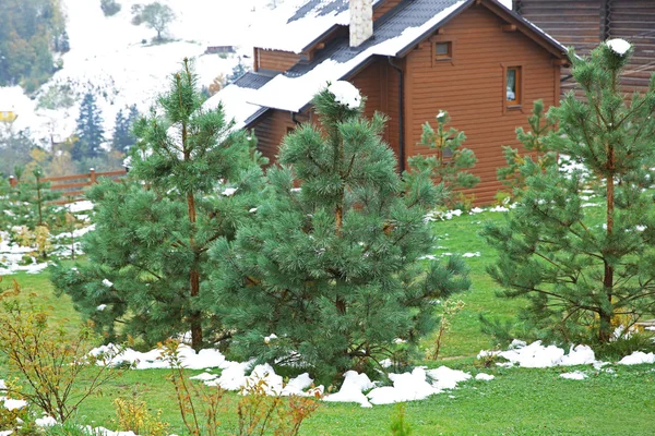 Backyard garden with fir trees — Stock Photo, Image