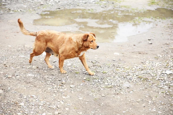 Chien errant à l'extérieur — Photo