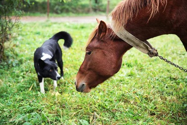 Pferd weidet auf Wiese — Stockfoto