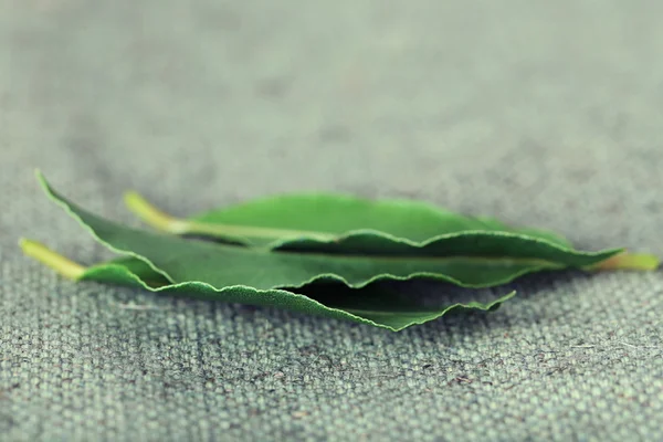 Fresh bay leaves — Stock Photo, Image