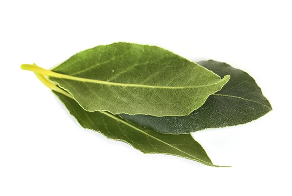 Świeże liście laurowe — Zdjęcie stockowe