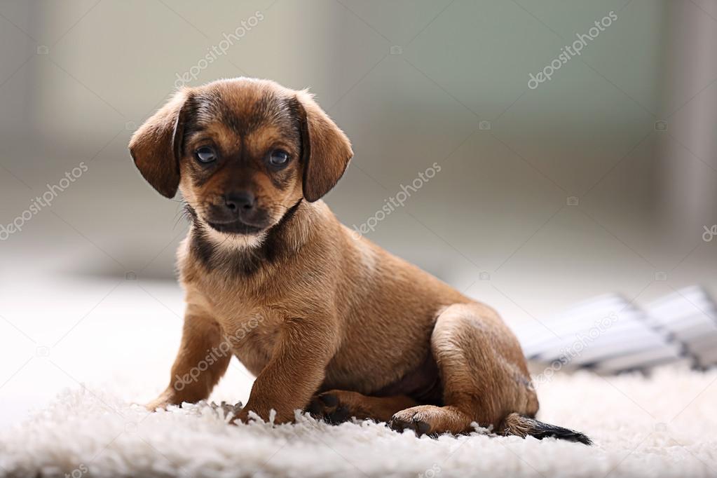 Cute puppy on carpet at home