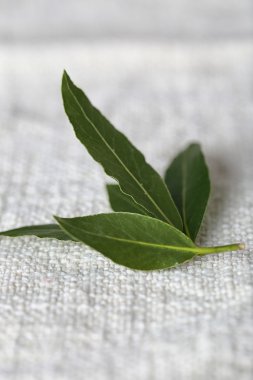 Defne yaprağı ile taze dal