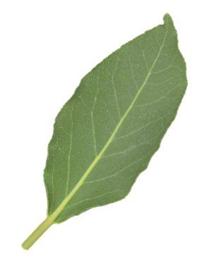 taze defne yaprağı