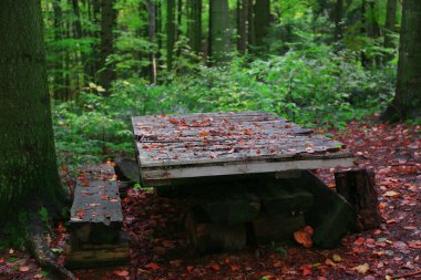 Ormandaki eski ahşap masa