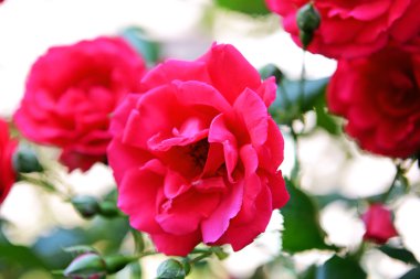 Gül bahçesinde büyüyen