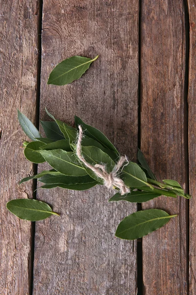 Brindilles fraîches avec feuilles de laurier — Photo