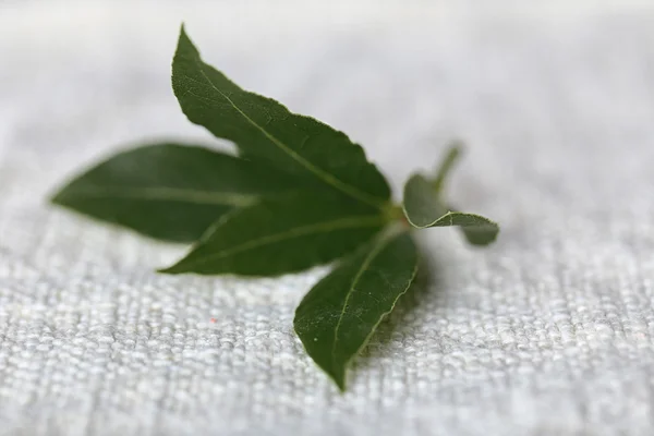 Fresh twig with bay leaves — Stock Photo, Image