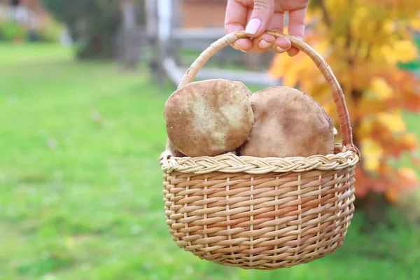 Woman holding basket of mushrooms — Stock Photo, Image