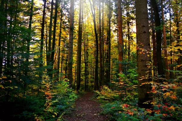 Hohe Bäume im Wald — Stockfoto