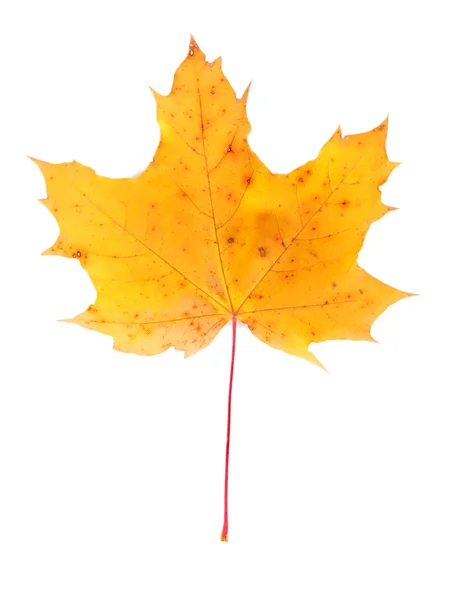 Folha de bordo de outono, isolada sobre branco — Fotografia de Stock
