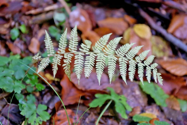 Terreno in autunno nella foresta — Foto Stock